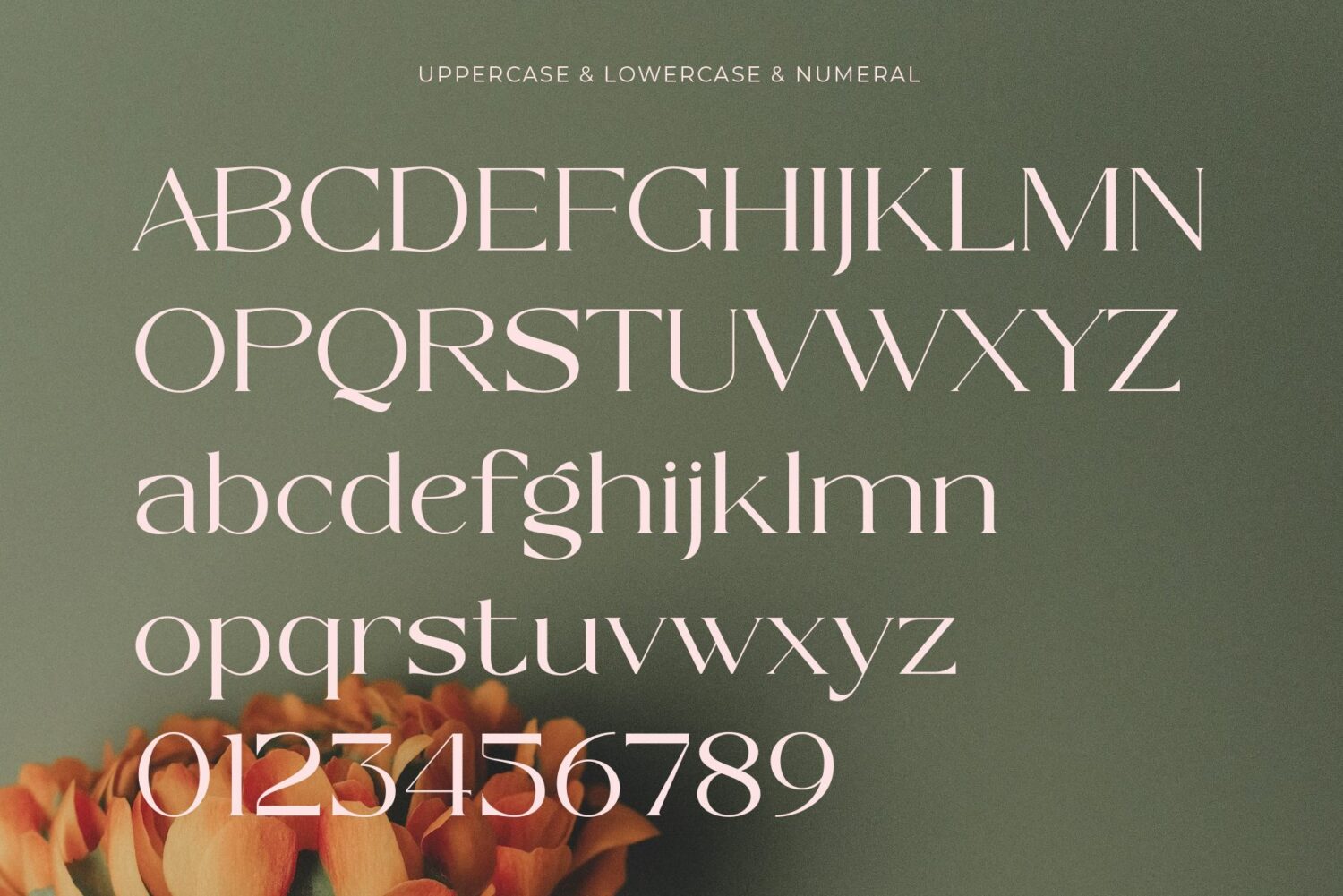 modern elegant serif font