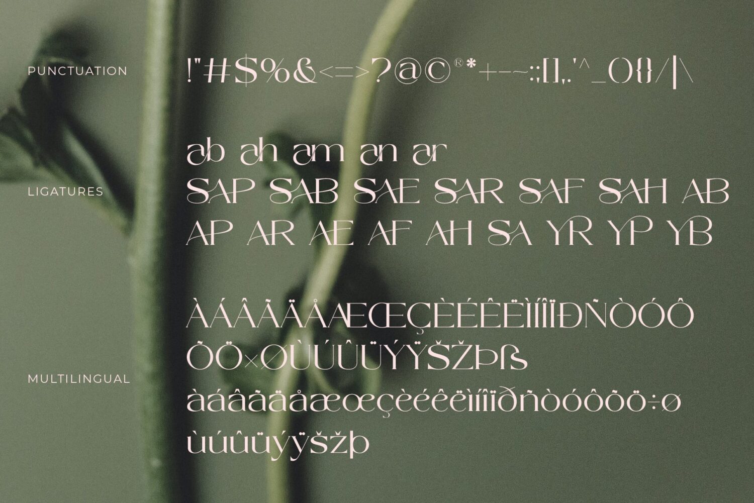 modern elegant serif font