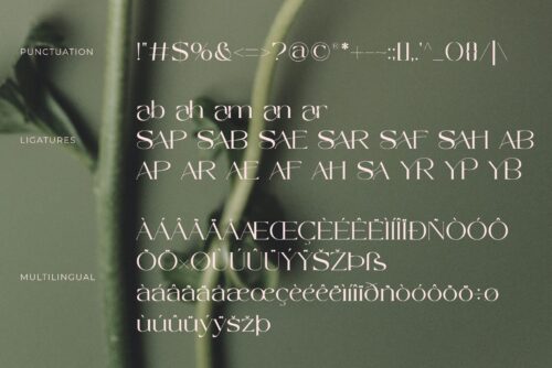 modern elegant serif font