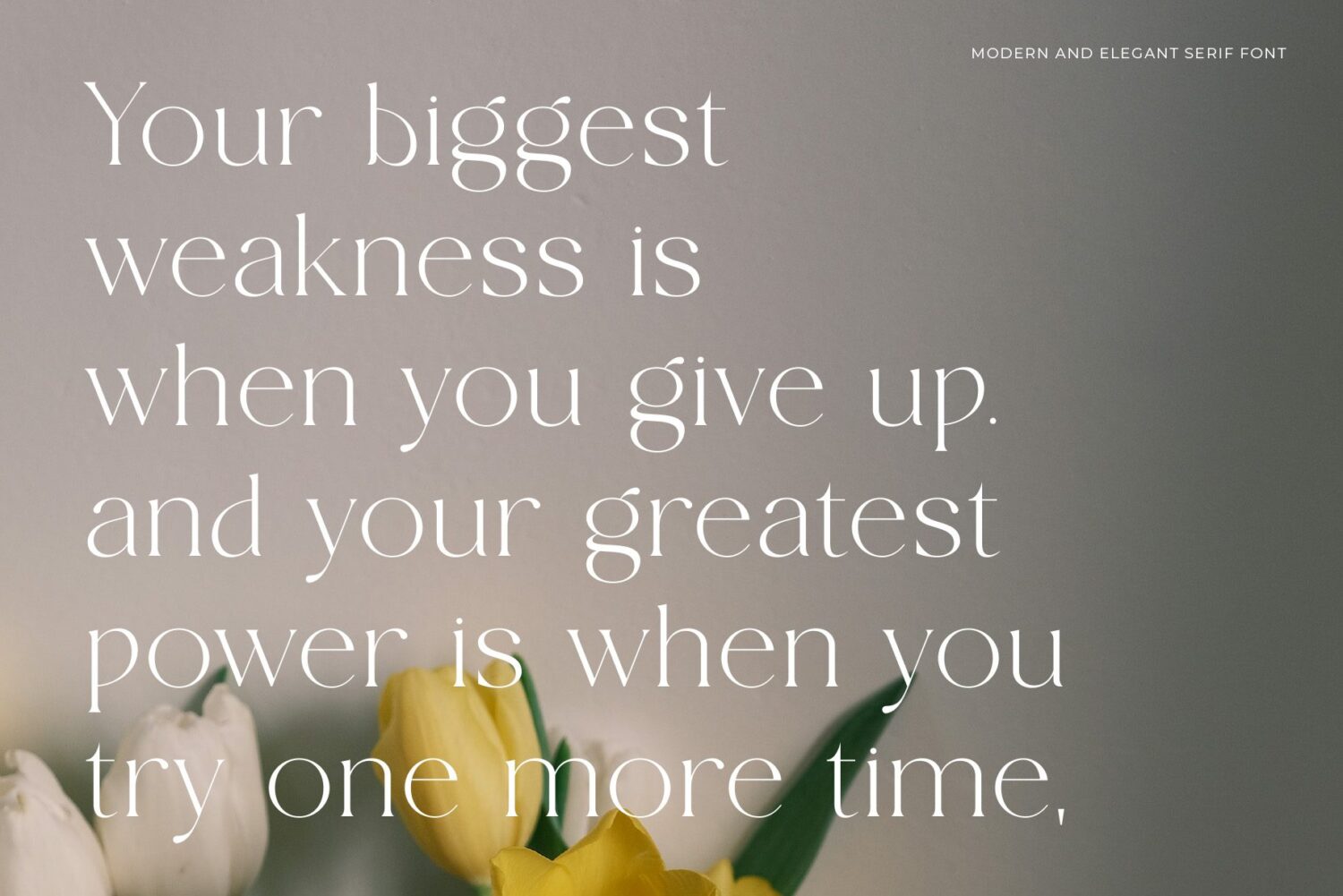 modern elegant serif font