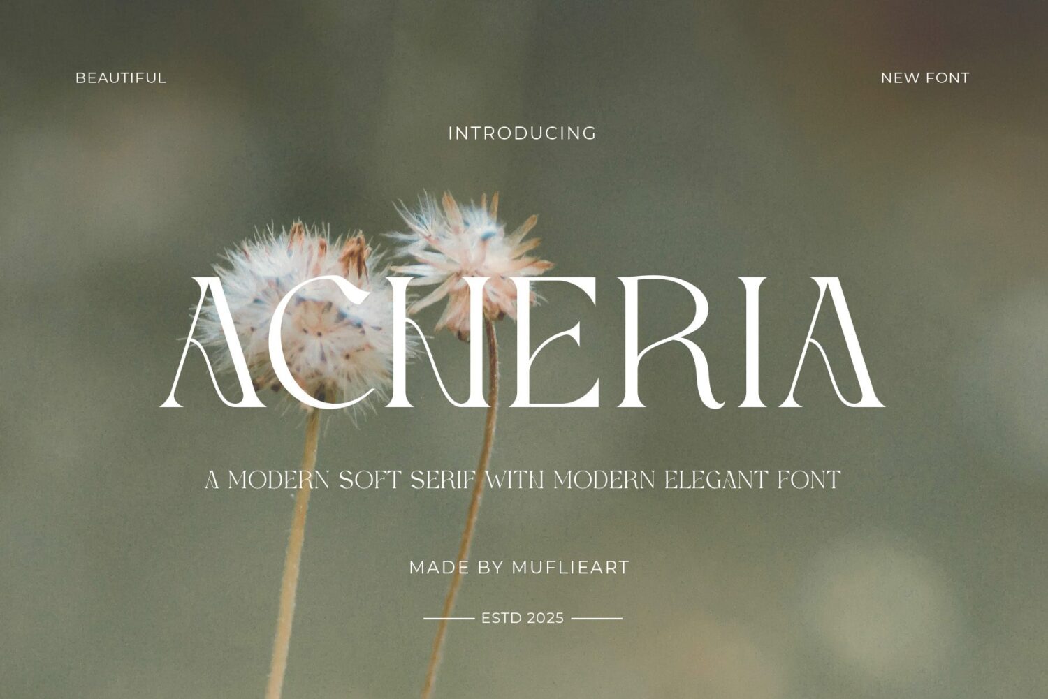 modern soft serif font
