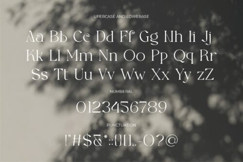 modern soft serif font